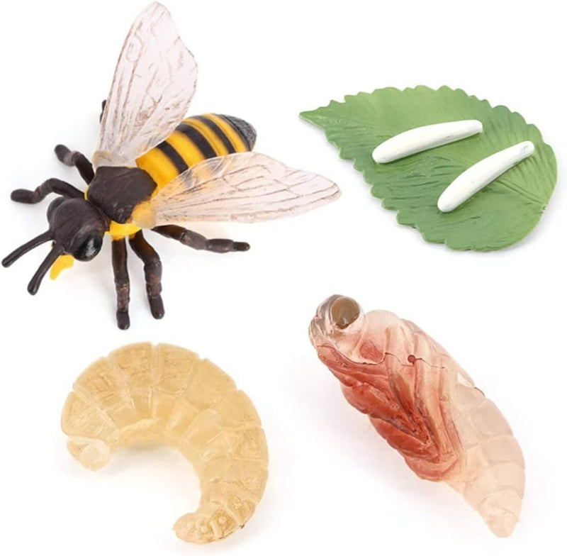 Bee Growth Cycle, Animal Growth Cycle Biological Model,Set for Kids Education