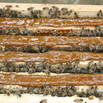 Pollen Patties for Bees 1 Pack