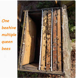 Beehive Queen Confinement Cage